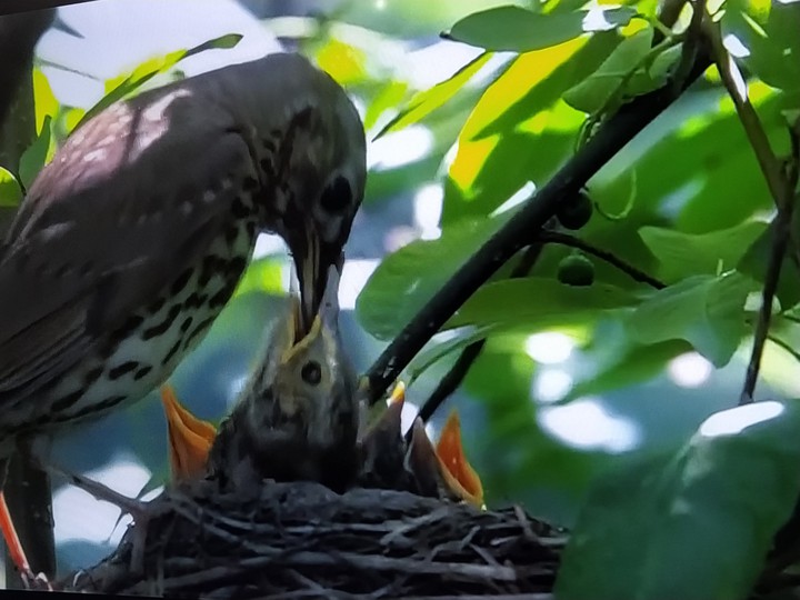 birds
