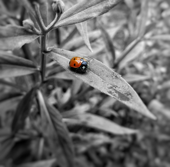 ladybug