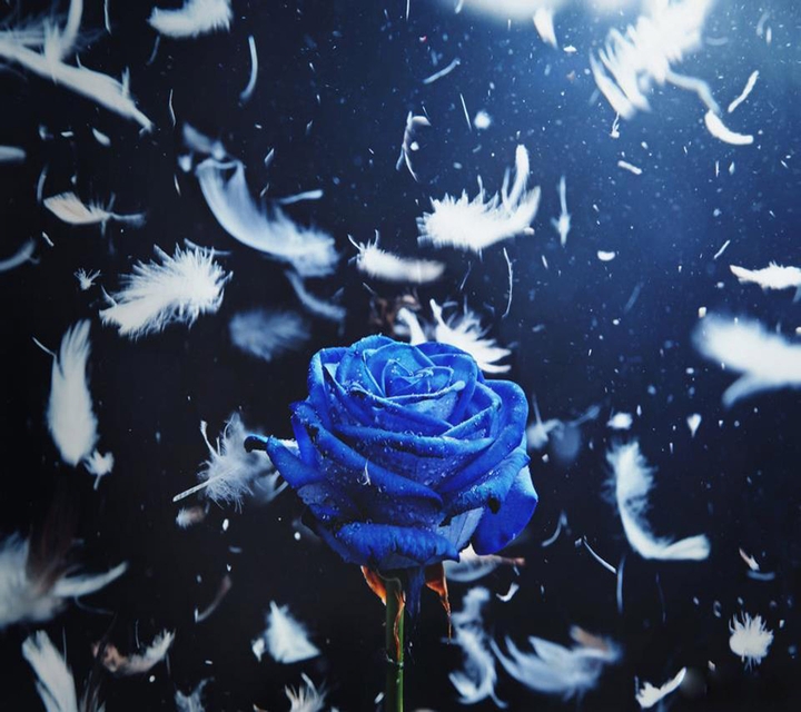 blue rose