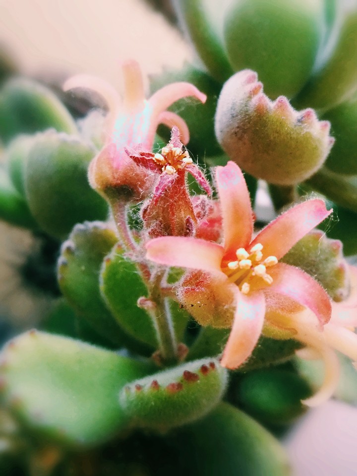 pianta grassa succulente