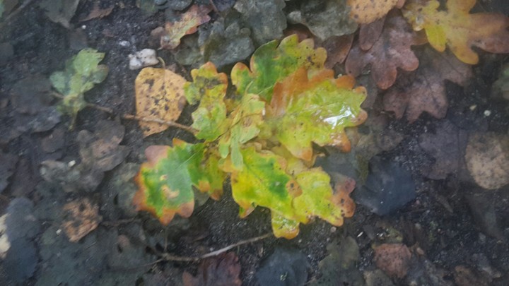 autumm 