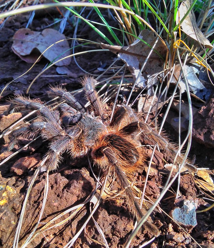 Spider in the Cerrado