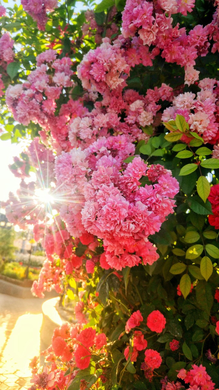 good morning