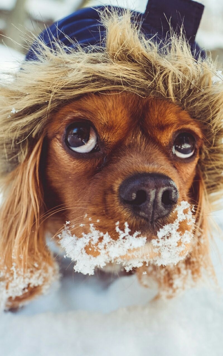 Cuttiest