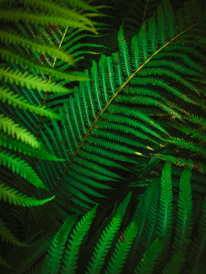 Forest