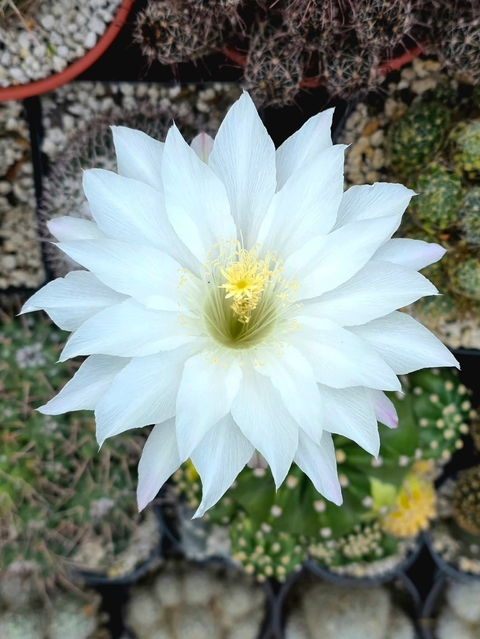 Cactus, Close-up Hintergrundbilder