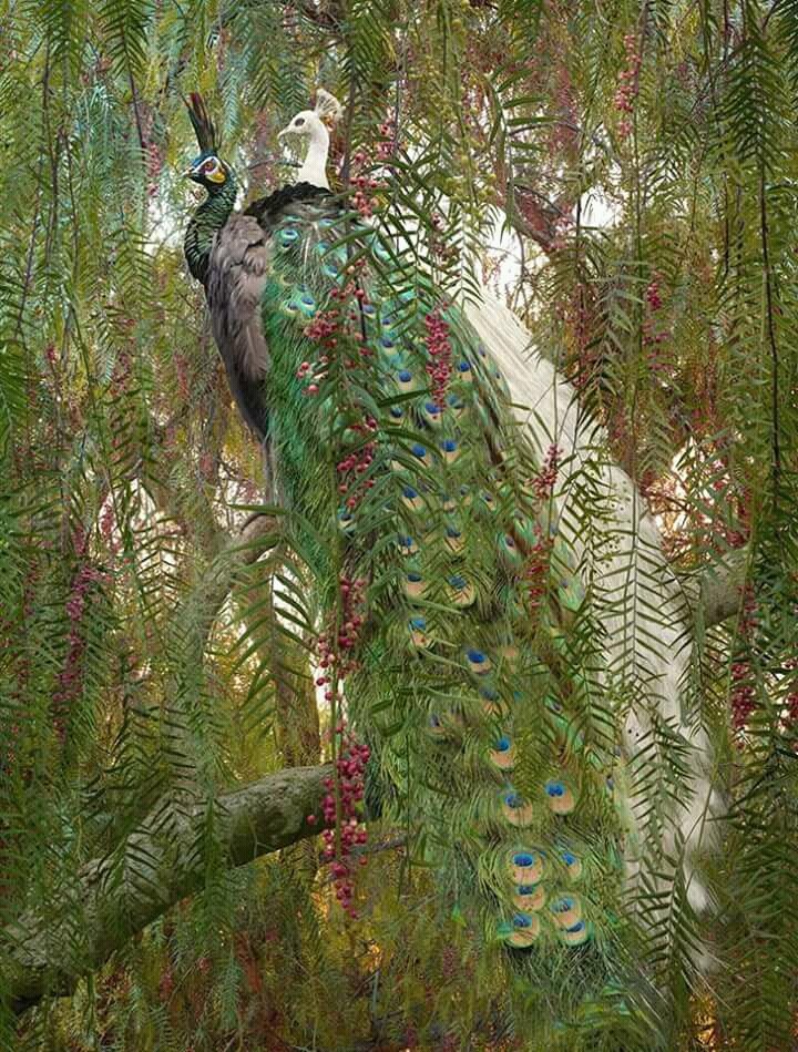 peacocks