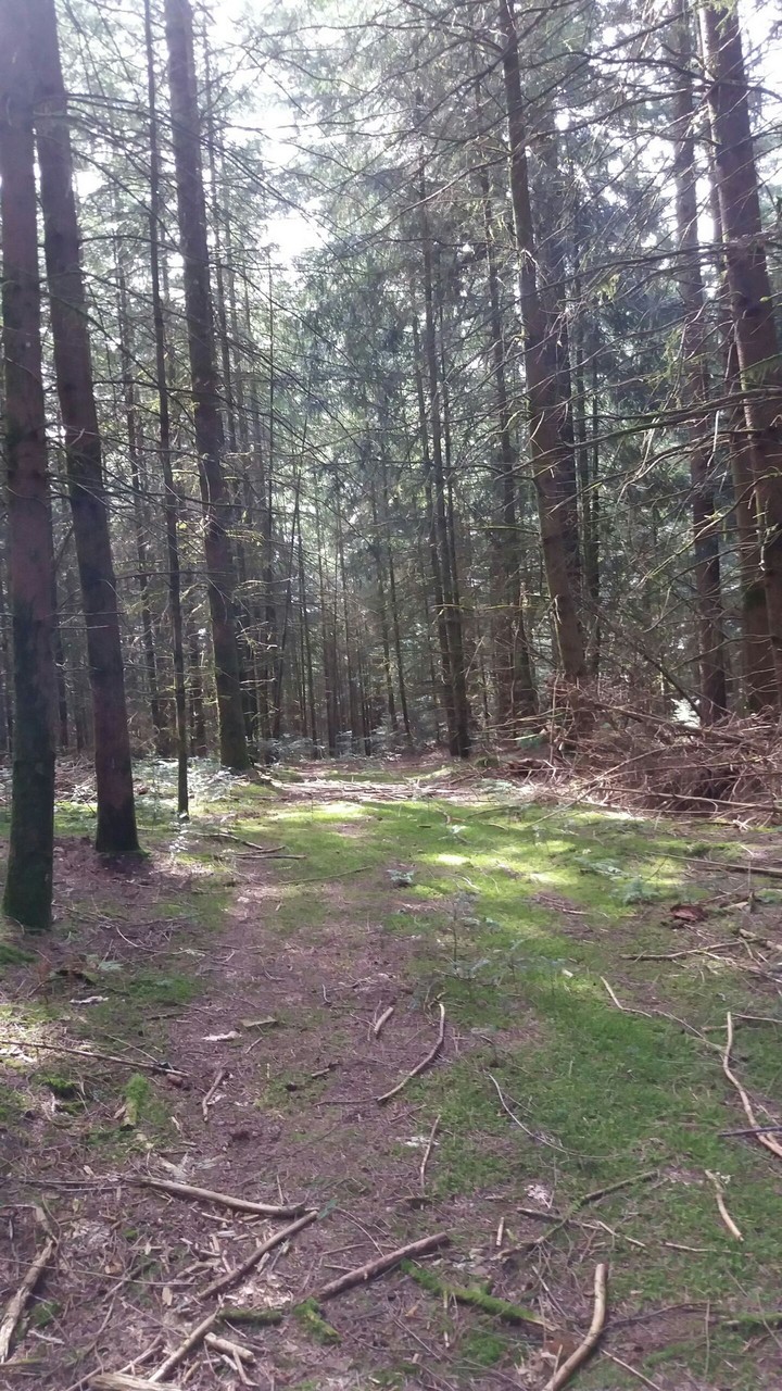 forêt