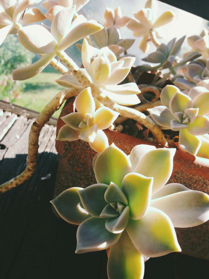 plante grasse manifique