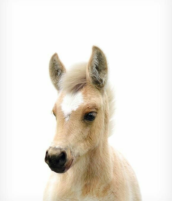 pony