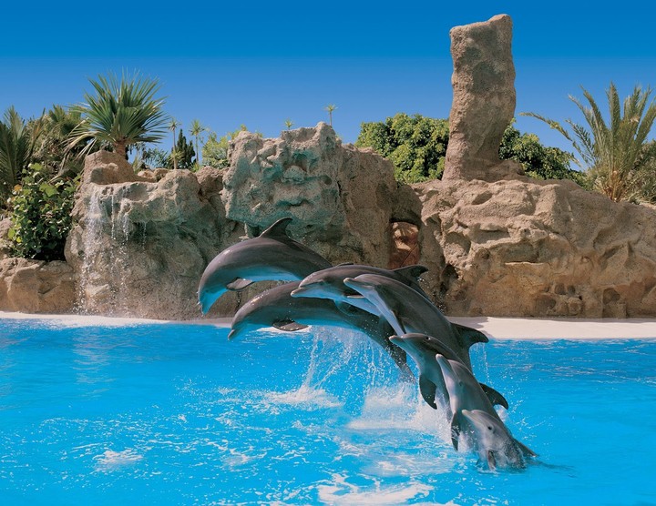 dophins