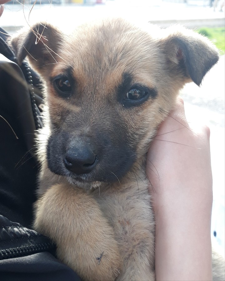 puppy