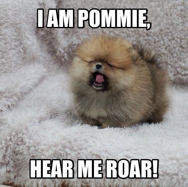 Pomeranian
