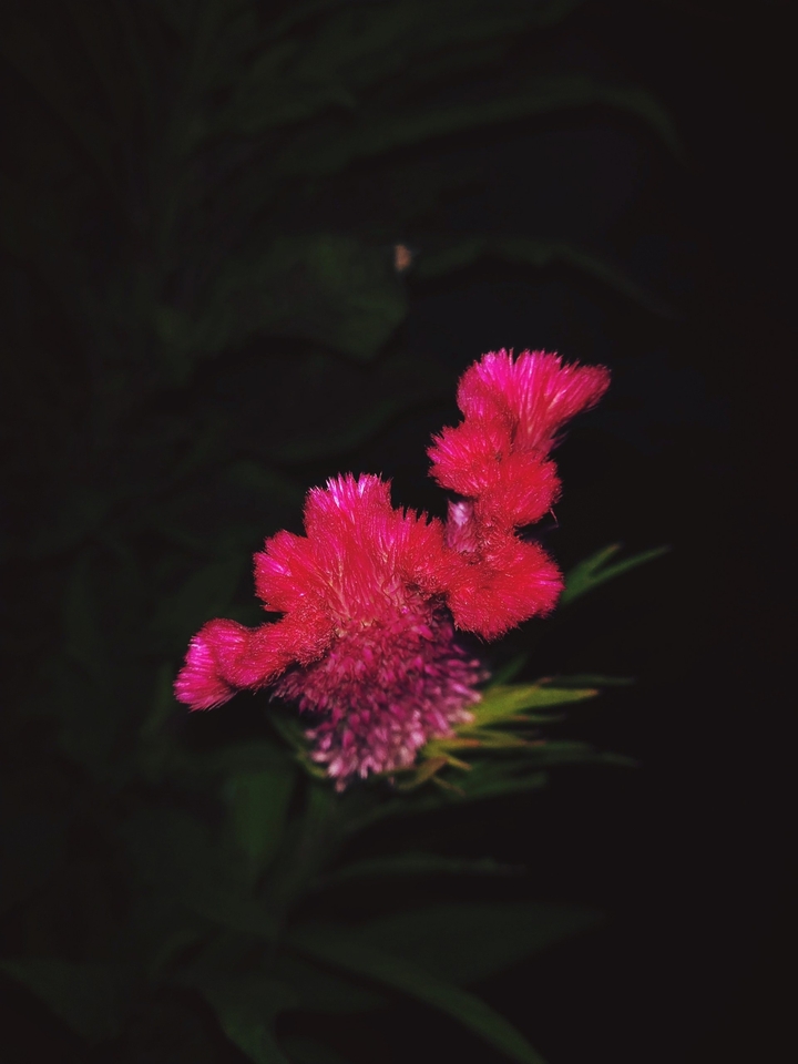 precious red