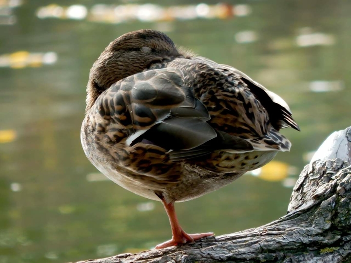 bird