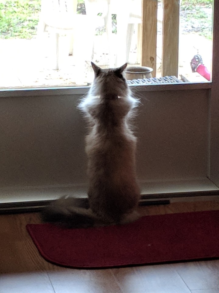 Tasha doing her favorite thing looking out the door