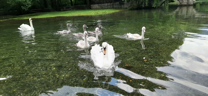 swans