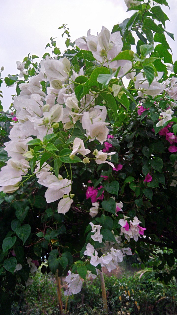 Flowers