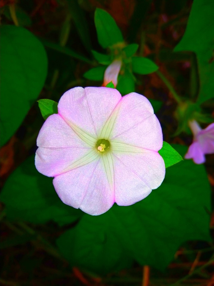 awesome nature