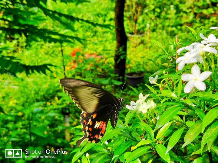 beauty of butterfly