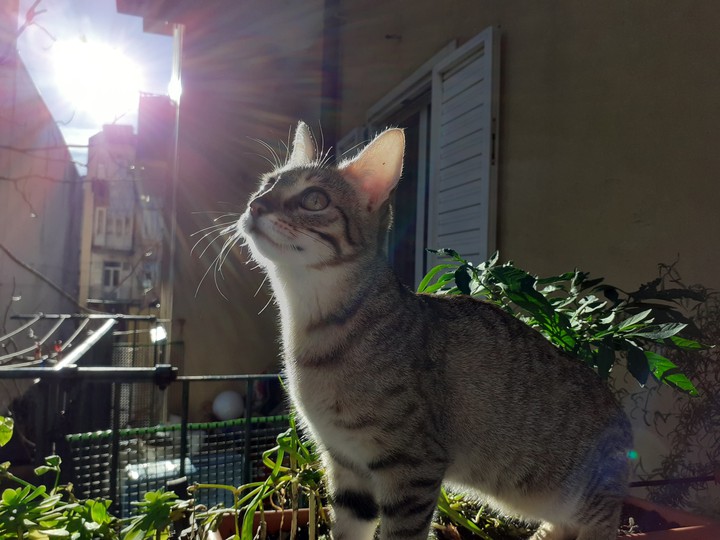 #Bella #gatto #cat