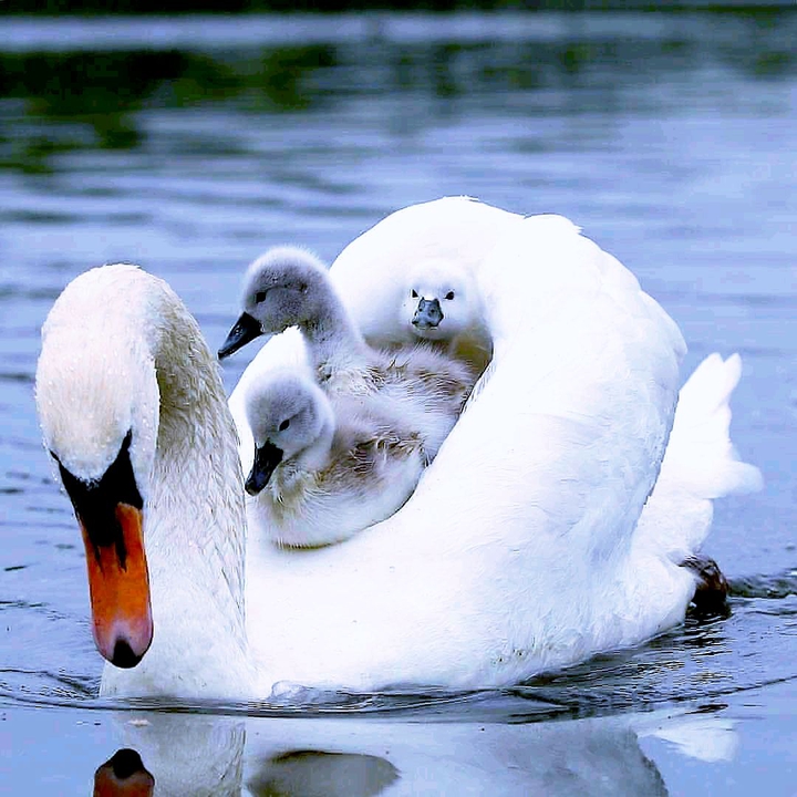Goose