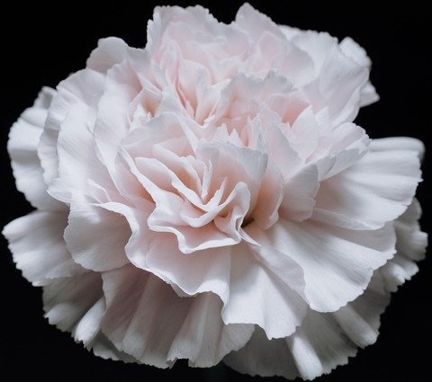 peony, Carnation háttérképek