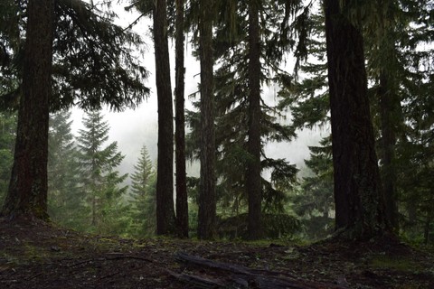 Foggy Forest
