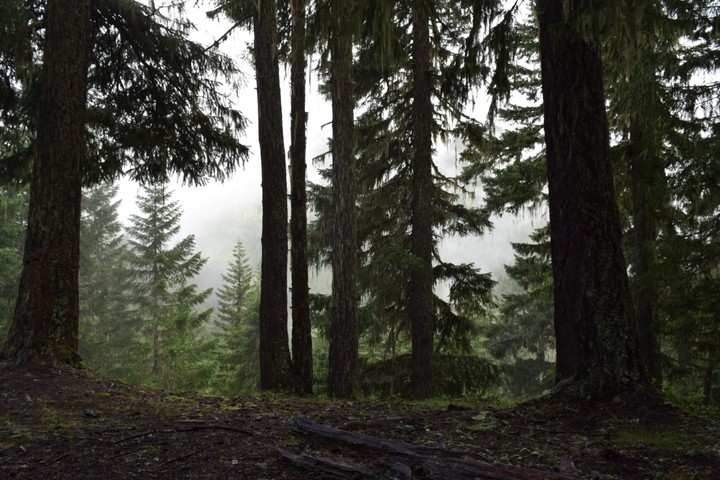 Foggy Forest