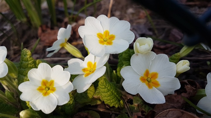 Blume