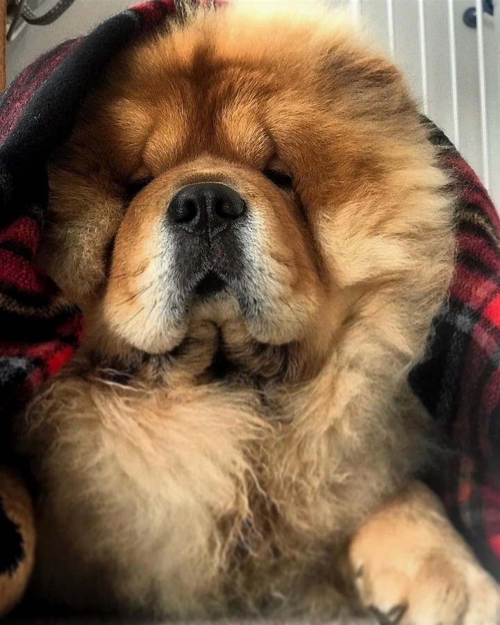 dog in winter