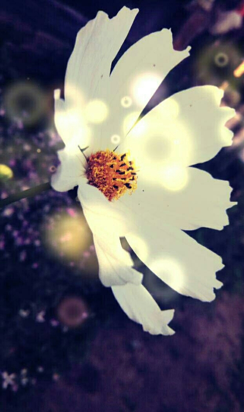 tapety flowers, petal