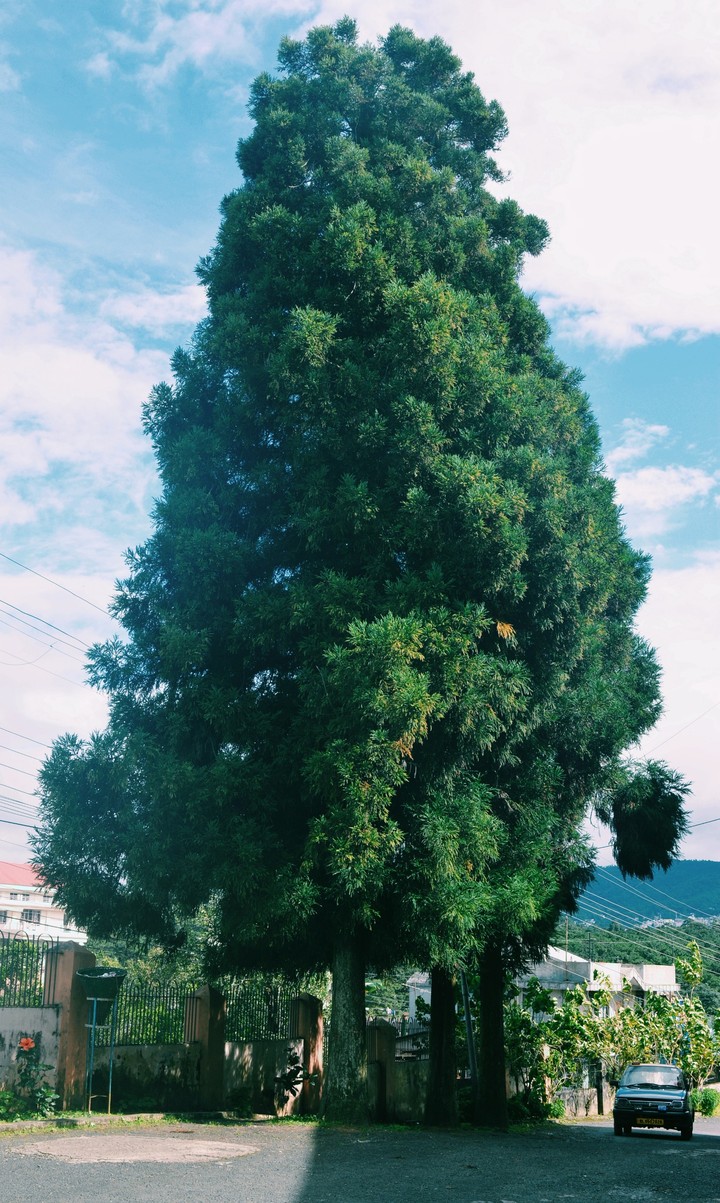 Beautiful tree Shot on Zenfone 5