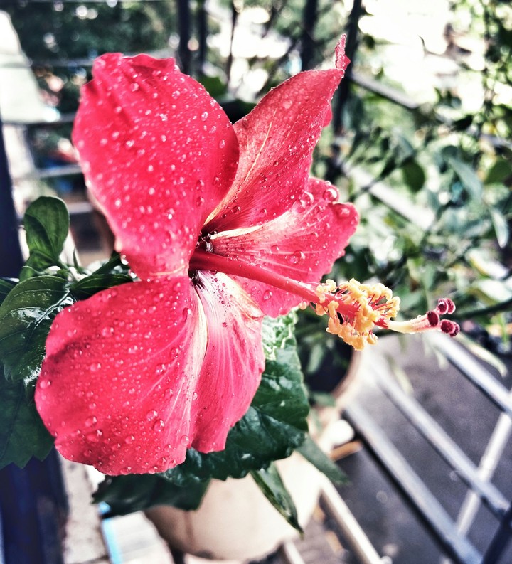 Red Shoeflower