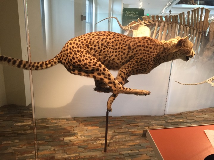 The cheetah