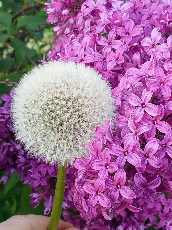 dandelion and lilac