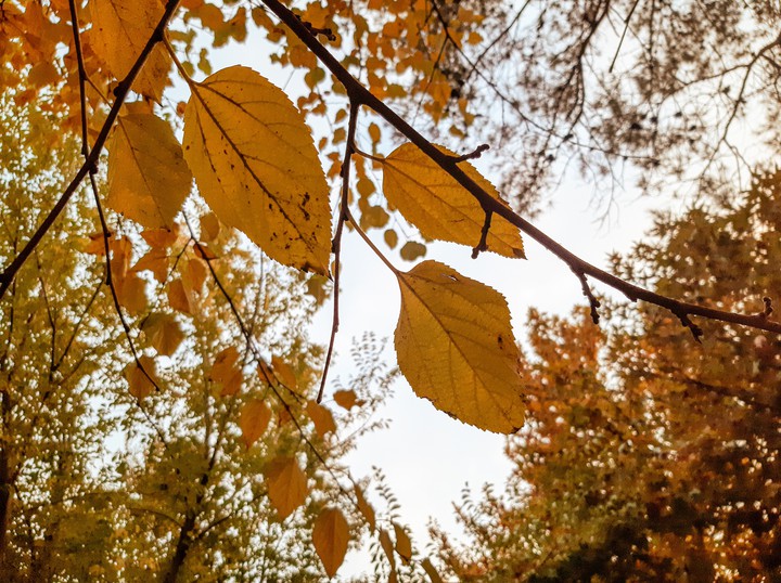 autumn leaves