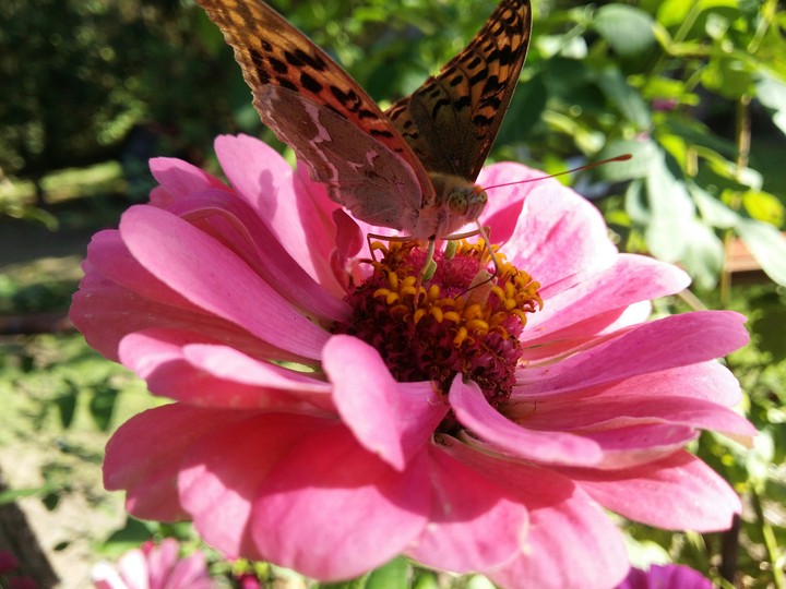 Butterfly on a flower