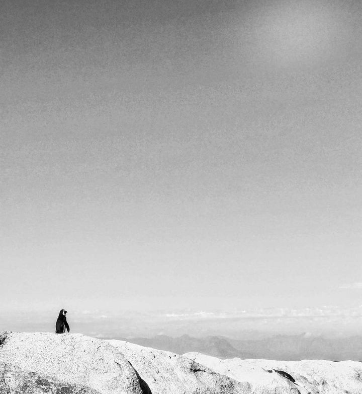 Alone pinguin