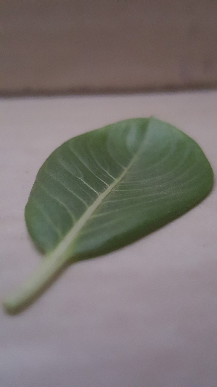 Leaf