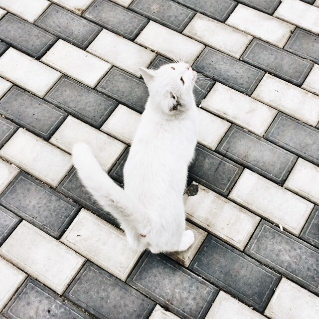 cat