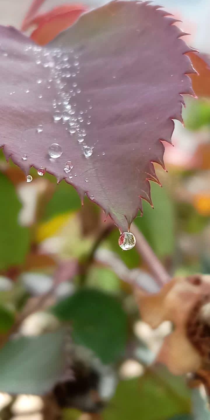 silence drop