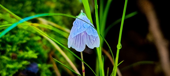 blume