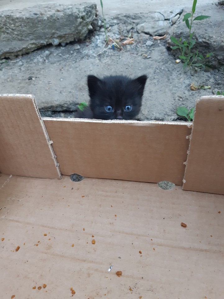 cat 