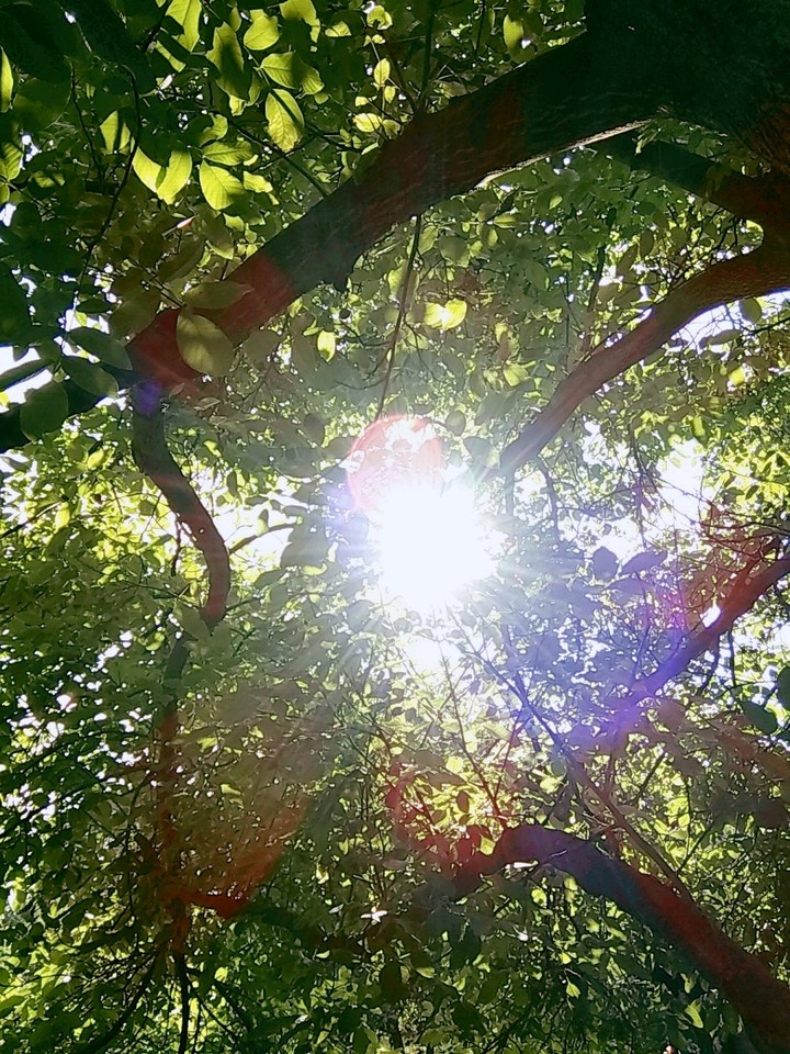 sunlight