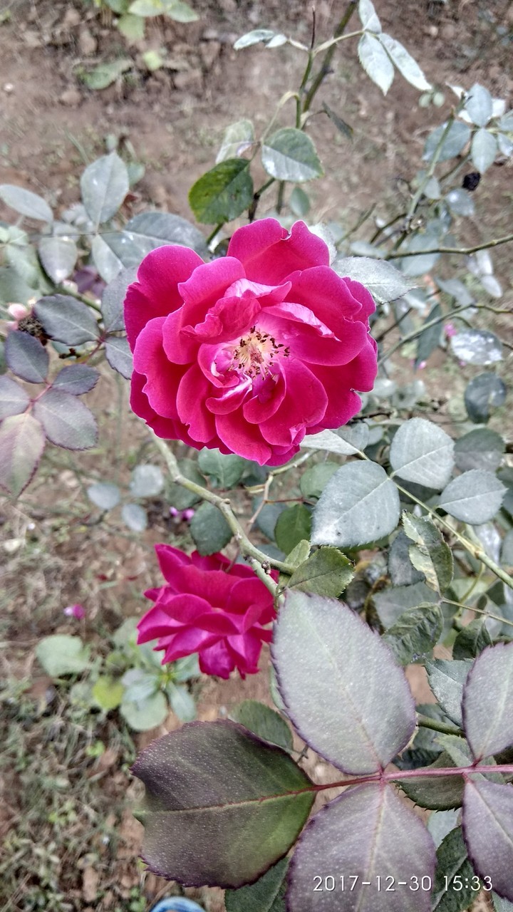 rose