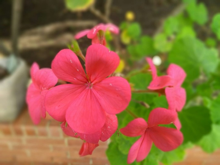 Roso///Red❤///Rosu/// Flower