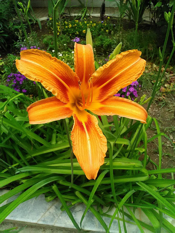 flower