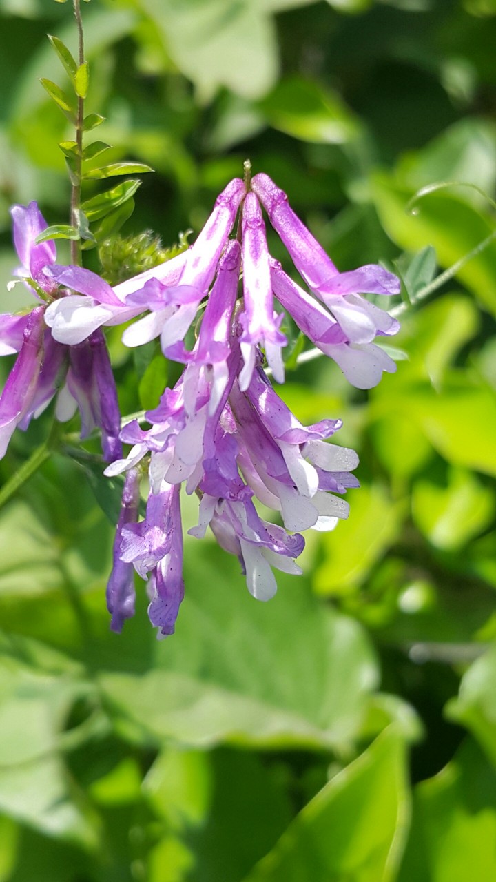 Violet or White