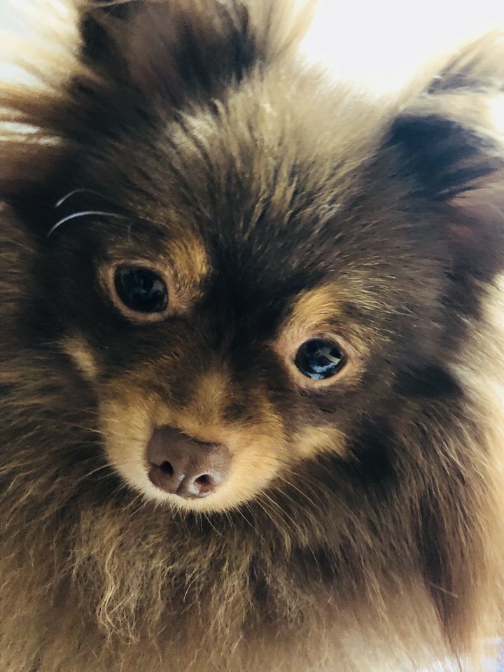 doggie